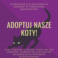 „Weź na kolana kota” – adoptuj zwierzaka